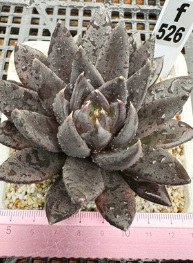 黑骑士  纯黑多肉 黑暗系多肉 肉肉植物盆栽新手 10cm盆 一物一拍