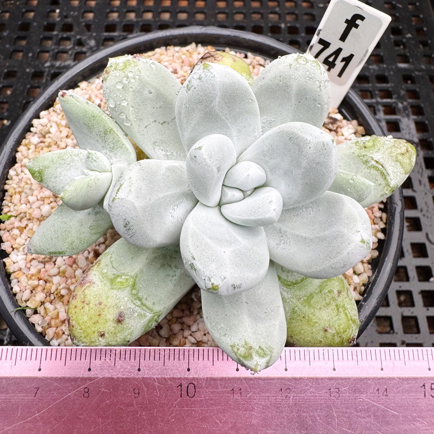 拇指仙女杯 实生老桩 肉肉多肉植物小盆栽绿植新手花卉 一物一拍