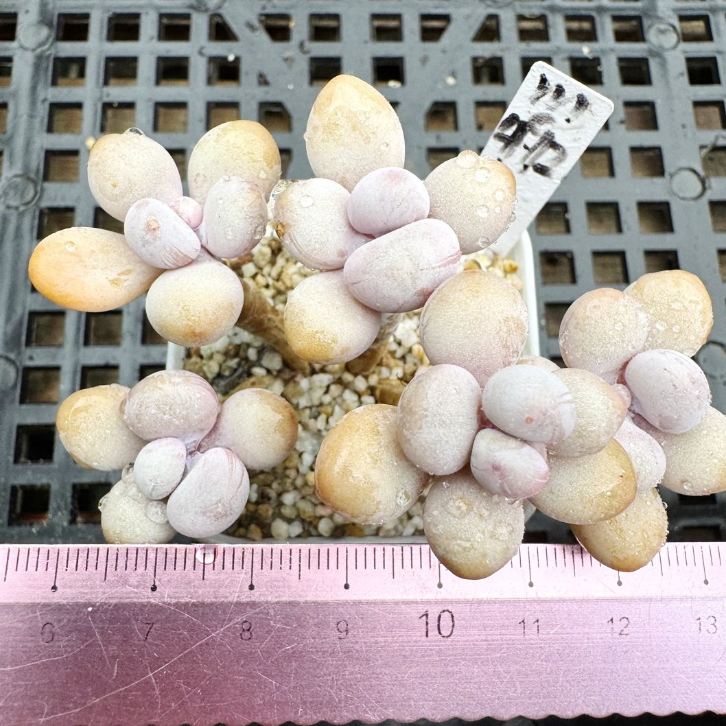桃蛋 小老桩 肉肉多肉植物小盆栽绿植花卉 一物一拍！