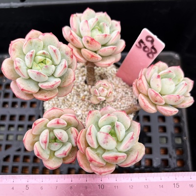 香草老桩砍头群可爱肉肉