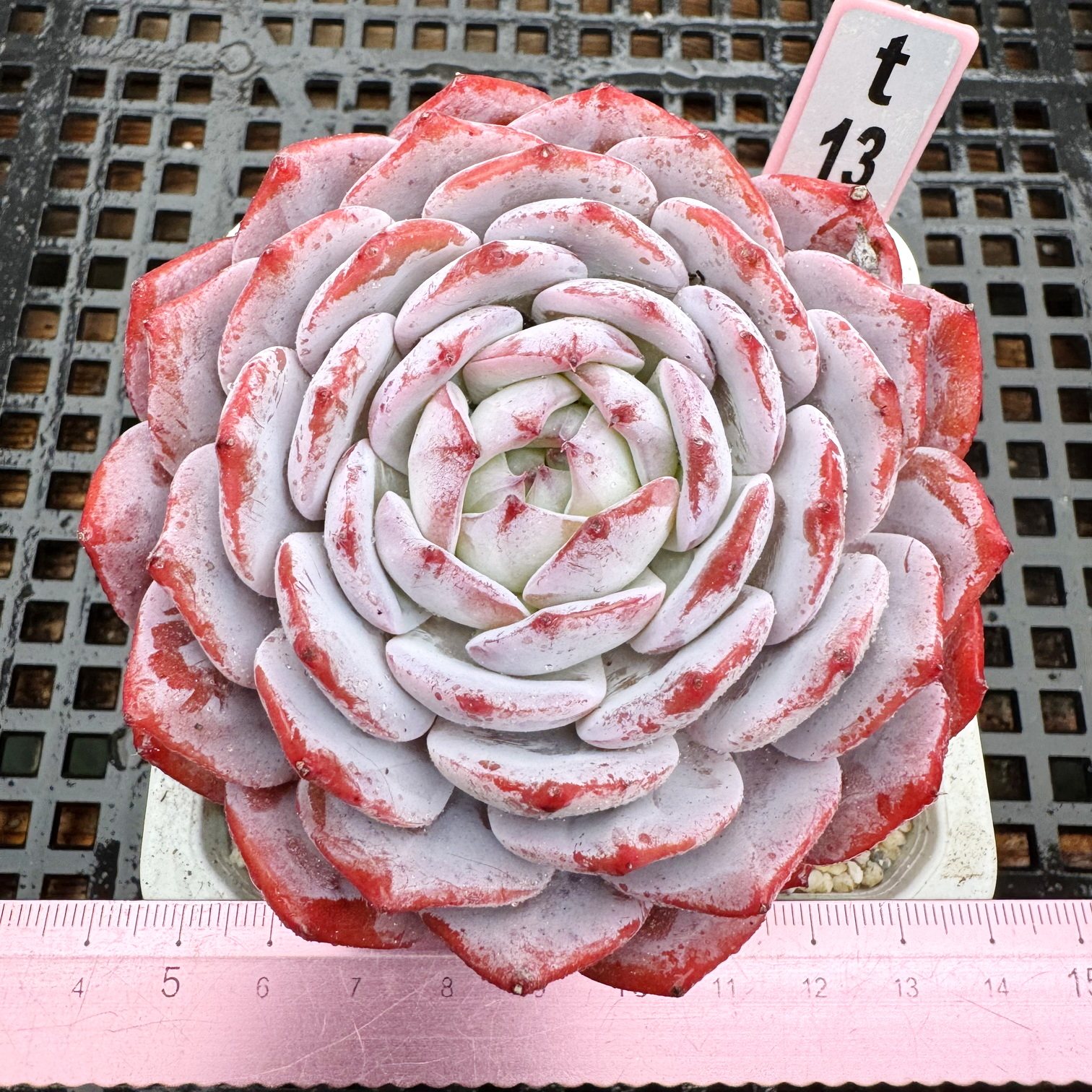 姝祺 正粉色多肉 全状态精控 肉肉多肉植物盆栽绿植花卉一物一拍