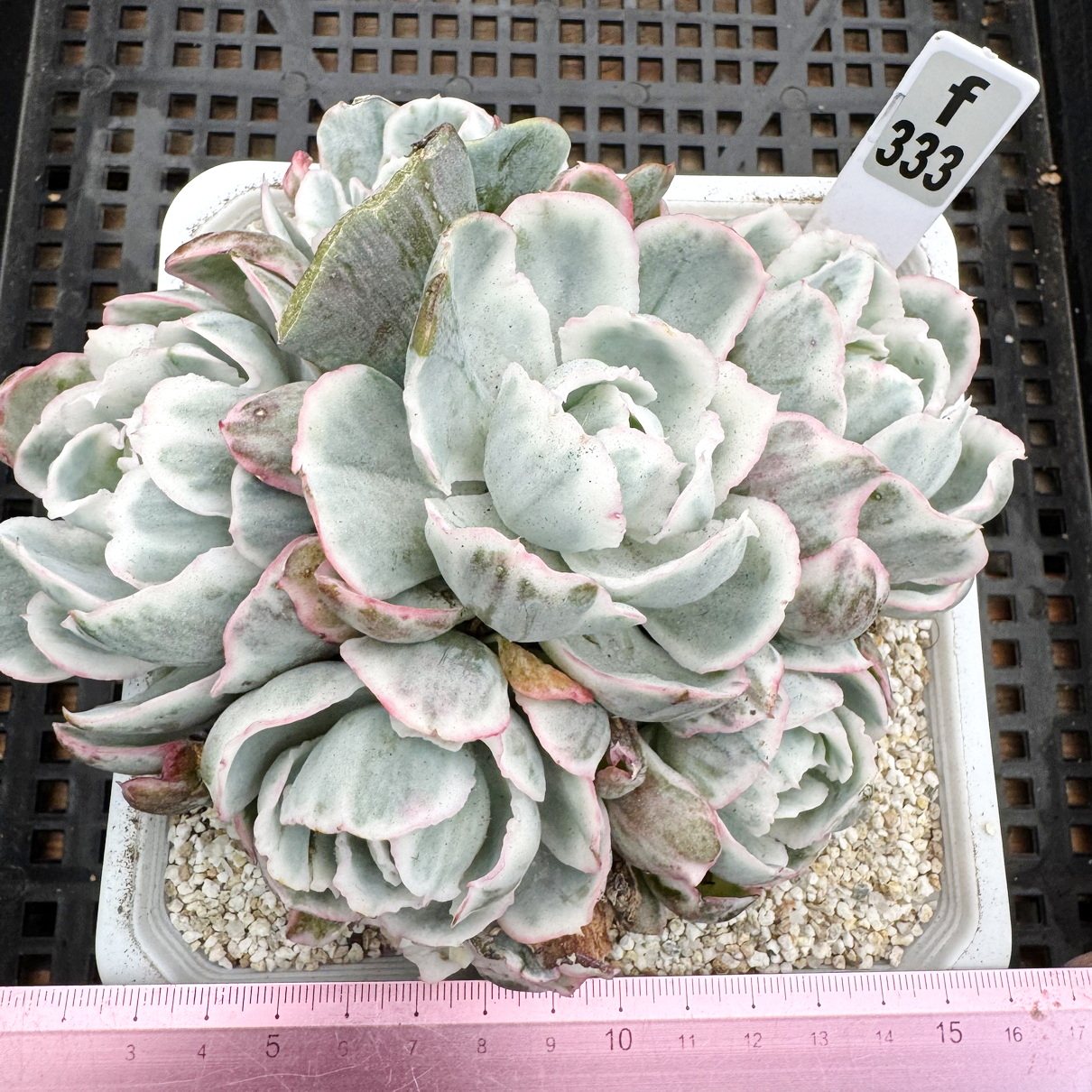 伯克利锦 老桩群 肉肉多肉植物盆栽绿植新手一物一拍覆轮锦砍头群