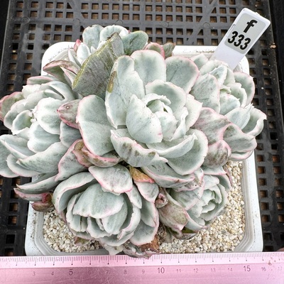 伯克利锦多肉植物小盆栽
