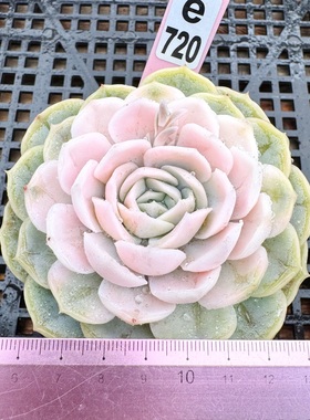 蓝色惊喜锦  肉肉多肉植物盆栽绿植新手 一物一拍！砍头群9cm盆