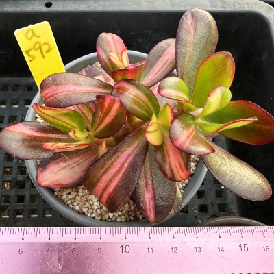七彩蝶锦卷叶中斑锦多肉
