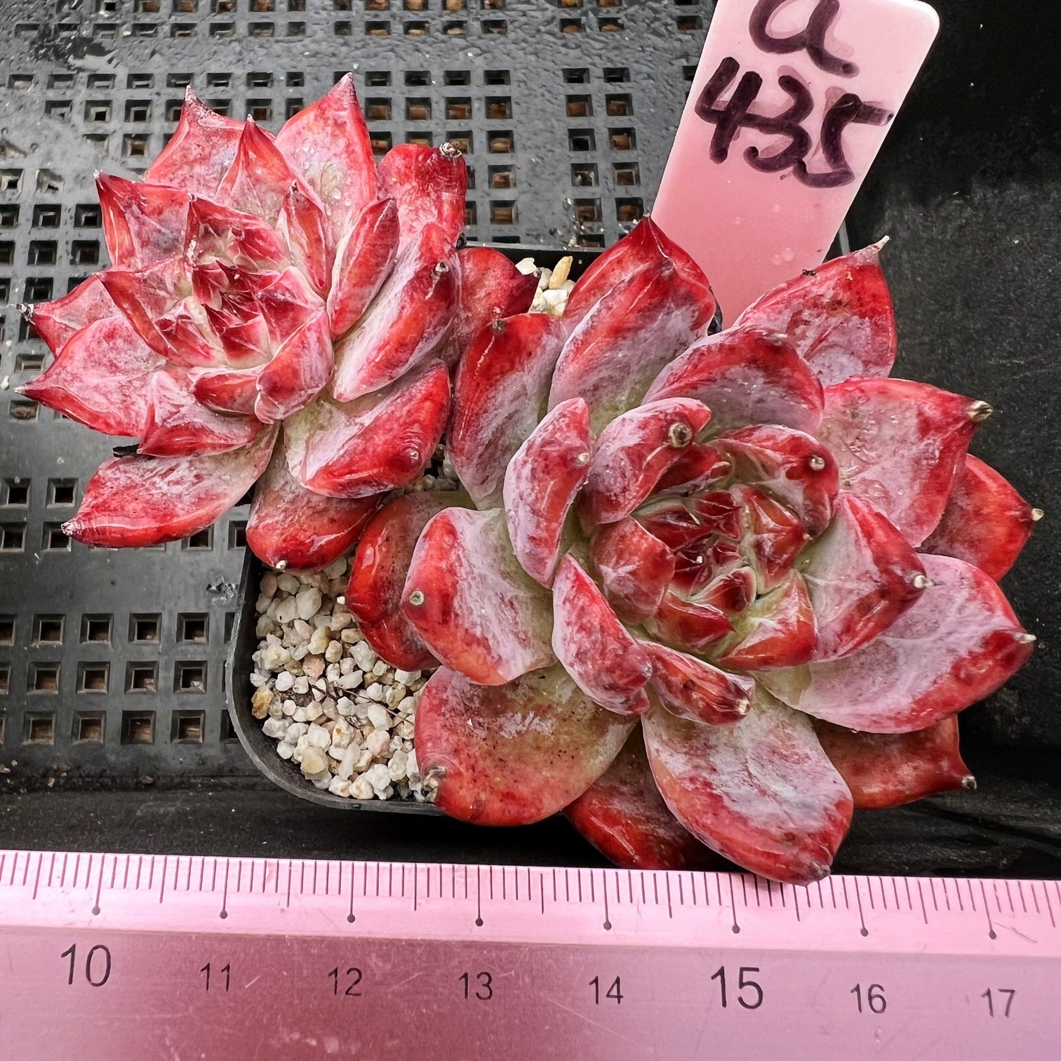 日本原卡 暗纹 多肉植物盆栽肉肉新手  6cm盆  一物一拍