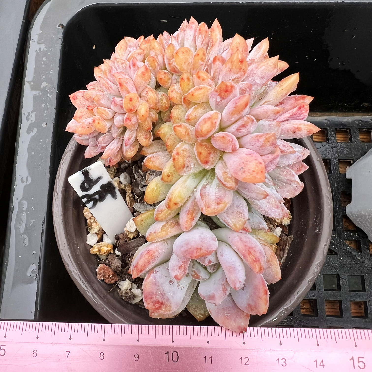 韩版橙梦露缀化肉肉多肉