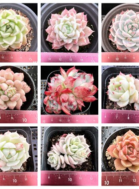 满包邮换购非赠品  包邮订单专享最多两个 自选随机发