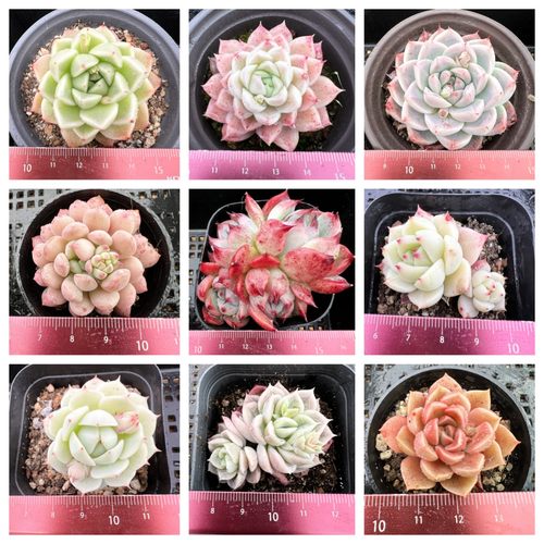 满包邮换购非赠品多肉植物