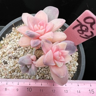 紫乐锦 肉肉多肉植物小盆栽绿植9cm盆  一物一拍！覆轮锦 砍头群