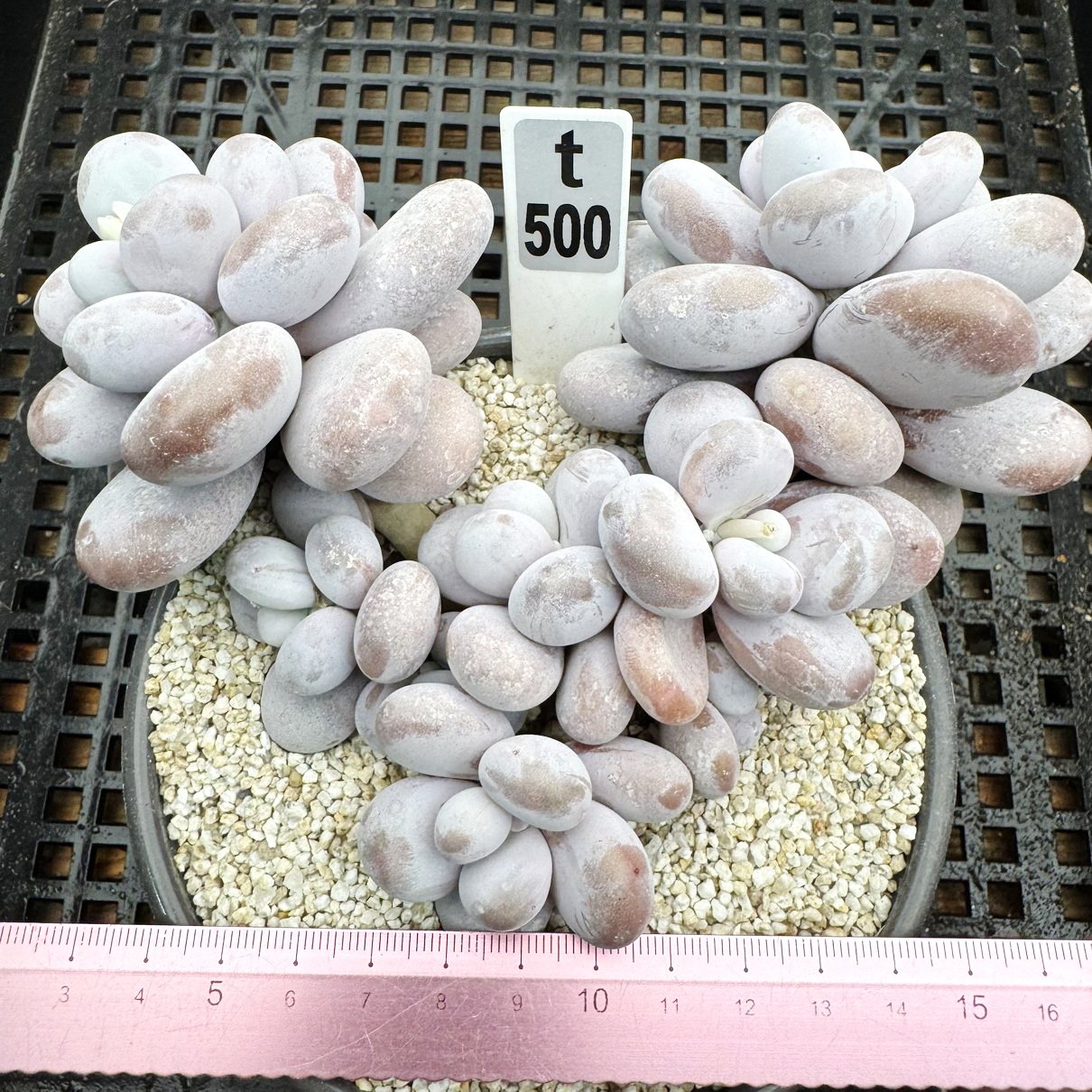 文斯通 老桩 圆滚滚多肉 12cm盆 多肉植物盆栽肉肉新手 一物一拍