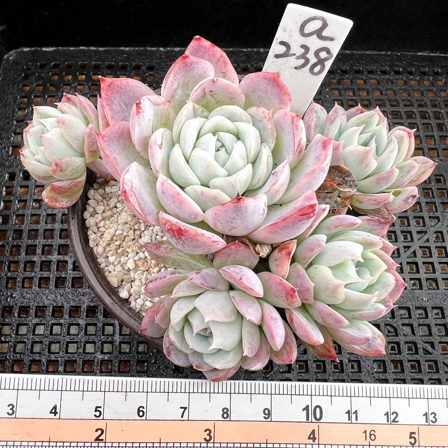 加勒比海蓝  肉肉多肉植物小盆栽绿植新手花卉  一物一拍!