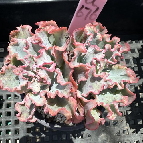 水瓶座女神肉肉多肉植物小盆栽