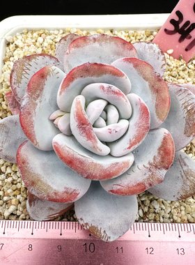 奶盖粉透特选肉肉多肉植物小盆栽