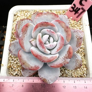 一物一拍 奶盖 肉肉多肉植物盆栽10厘米盆 梦露杂雪莲 梦雪