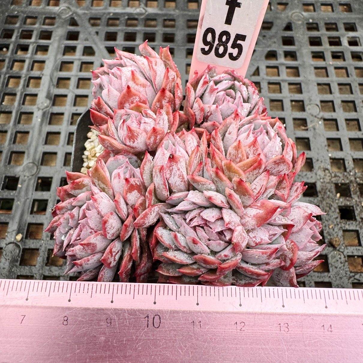 蓝安娜 火焰杯 经典品种 肉肉多肉植物盆栽绿植新手花卉一物一拍