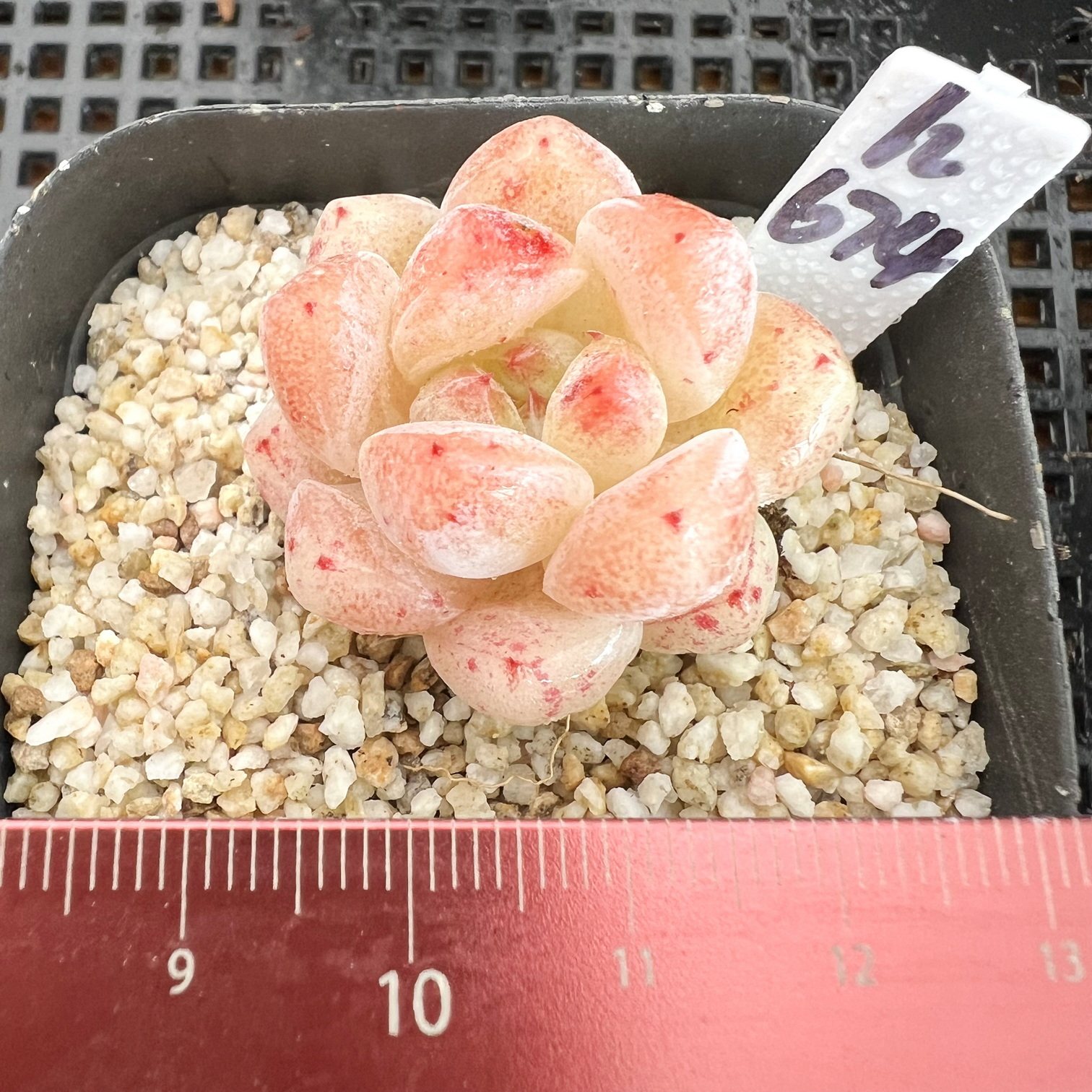 琉璃盏 肉肉多肉植物小盆栽绿植新手花卉 一物一拍!