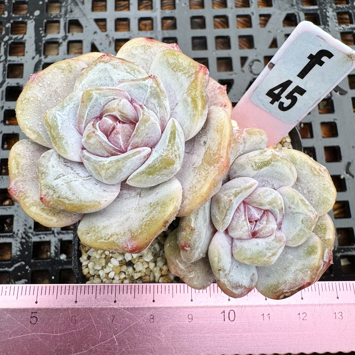 紫心之恋  暗纹糖化肉肉多肉植物小盆栽绿植新手花卉 一物一拍！,鲜花速递/花卉仿真/绿植园艺,多肉植物,淘宝优惠券,粉丝福利购,淘宝优惠卷