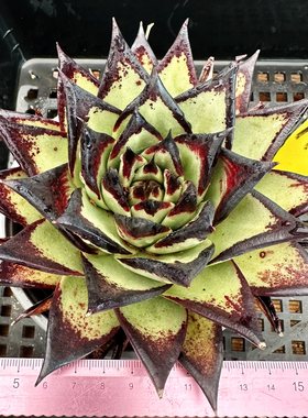黑檀汁乌木多肉植物