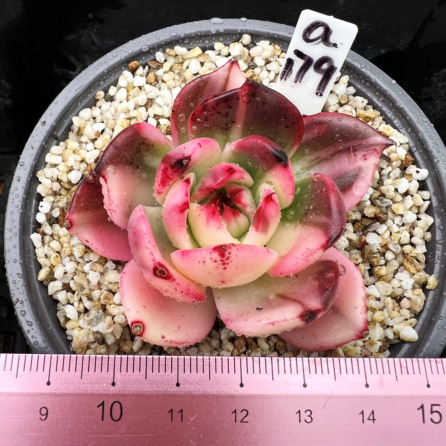 弗朗明戈锦  彩锦肉肉多肉植物小盆栽绿植新手花卉  一物一拍！