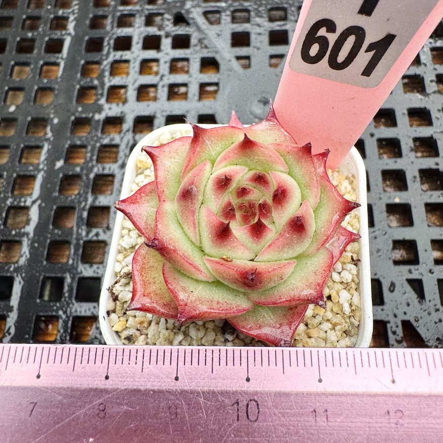 朱颜 长睫毛包子水晶多肉 肉肉精控多肉新手盆栽一物一拍5cm盆