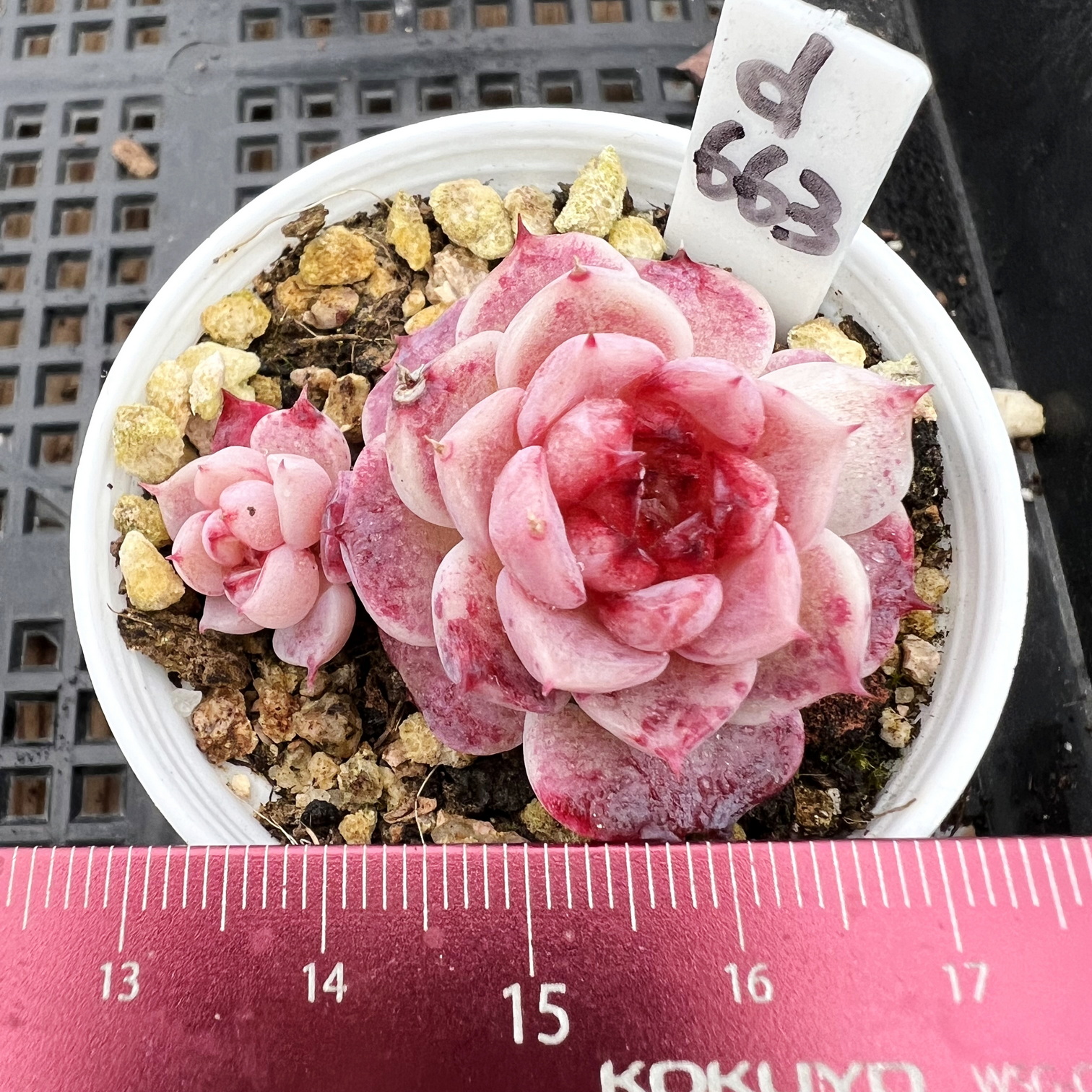 天鹅绒精控糖心肉肉多肉