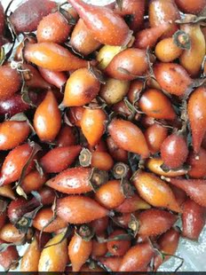 野生新鲜金英子灯笼果鲜货泡酒中药材糖梨子生 金樱子 5斤 包邮