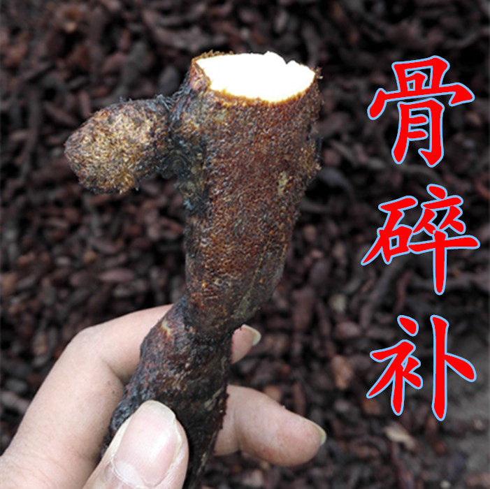 500克包邮新鲜骨碎补爬岩姜巴岩姜毛姜猴子姜申姜 中药材斑秃生发