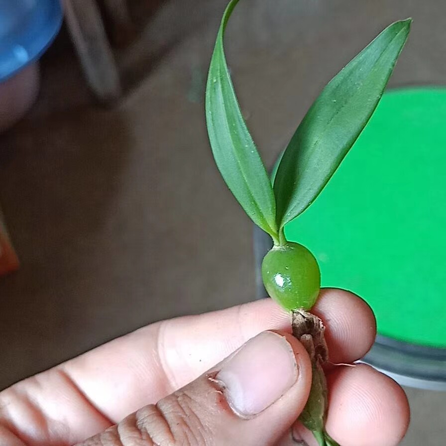 石橄榄新鲜 双叶小果石橄榄石仙桃苗种植盆栽500克满10斤自动免邮