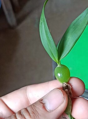 新鲜石橄榄小叶果上叶包邮