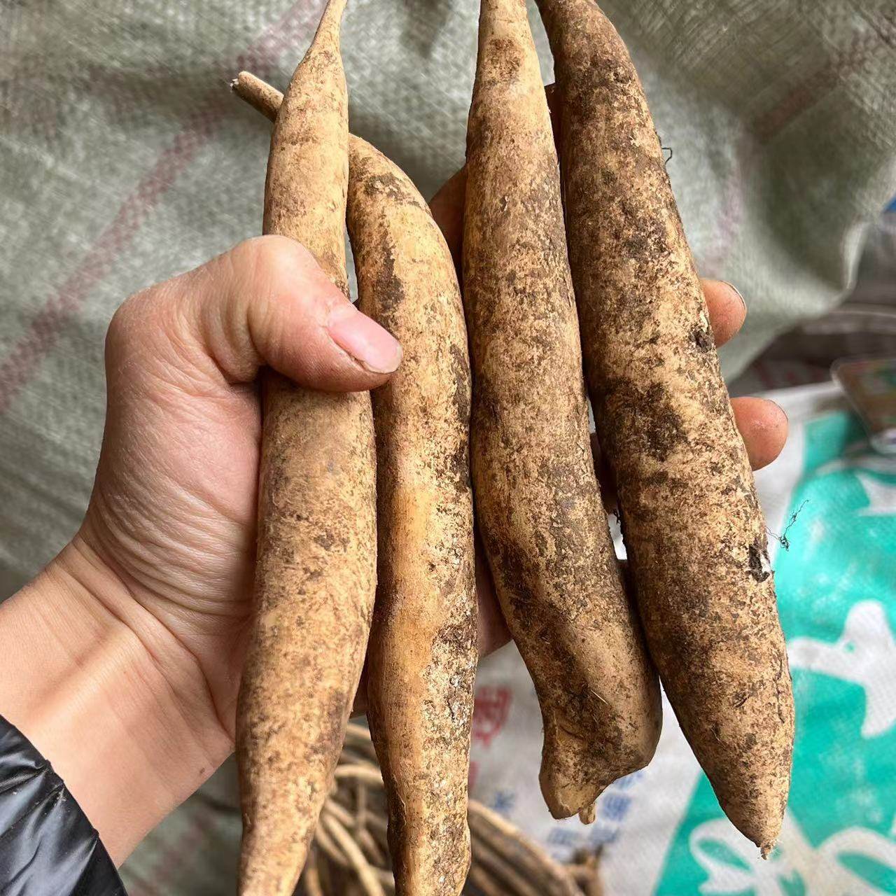 新鲜下山百部红花百部个子无硫干货选货500克6斤起包邮