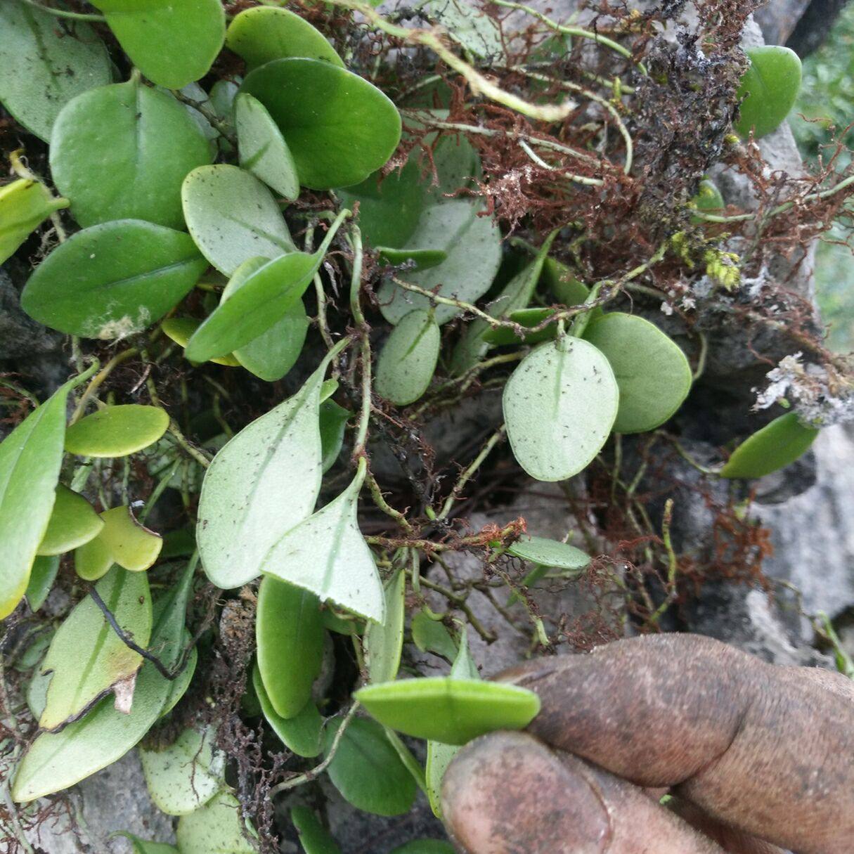 新鲜石瓜子 抱石莲苗种植盆栽盆景 瓜子藤  500克6斤起包邮