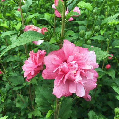 木槿树苗花苗易繁殖重瓣