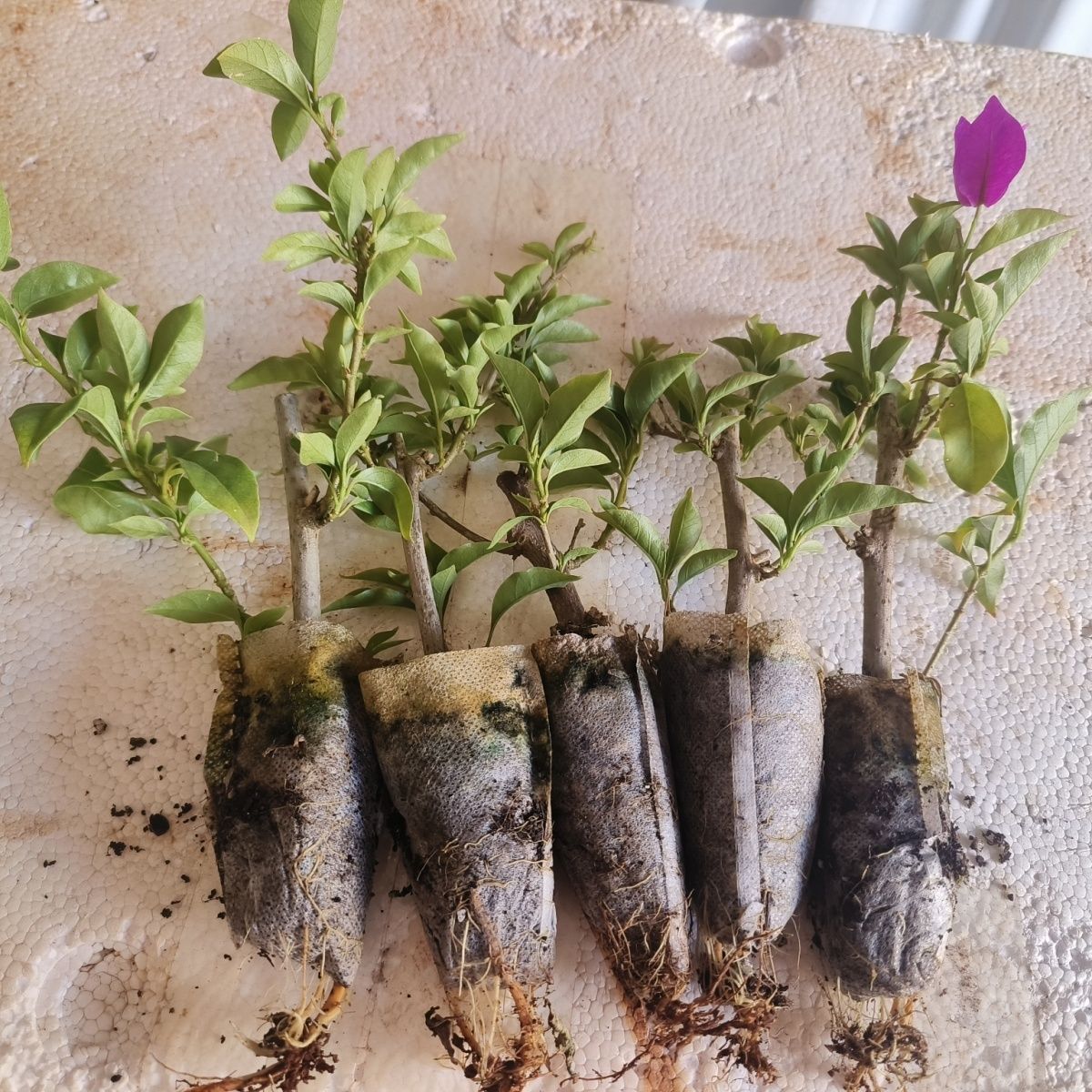 三角梅小苗耐寒耐热四季爆花