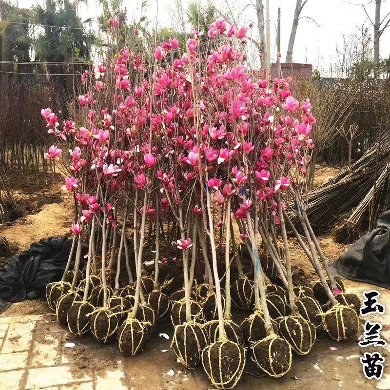 别墅庭院玉兰花大树苗