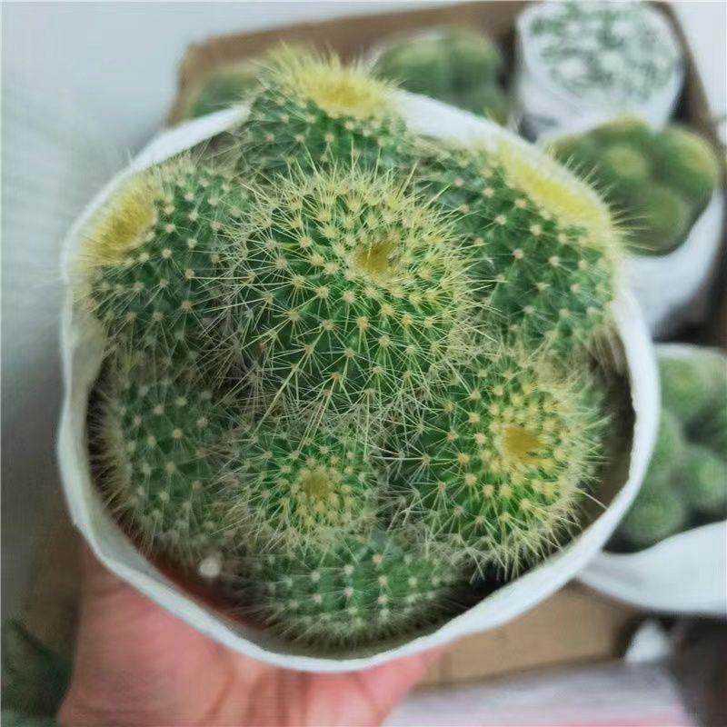 多肉美观趣味黄毛仙人掌