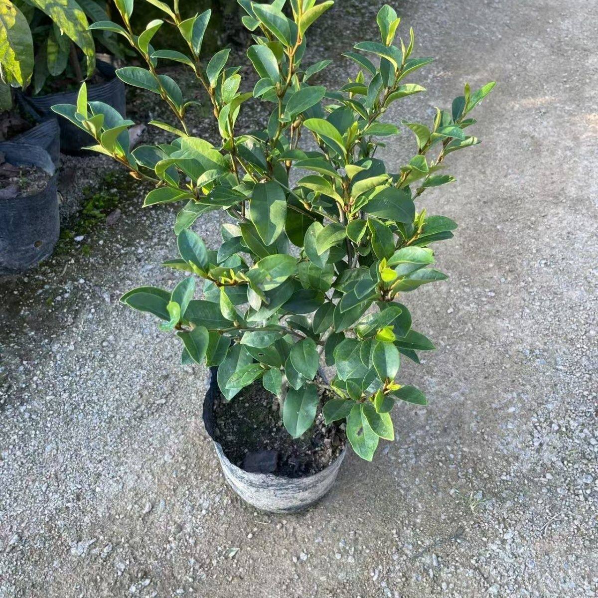 室内开花香梅阳台绿植耐寒好养
