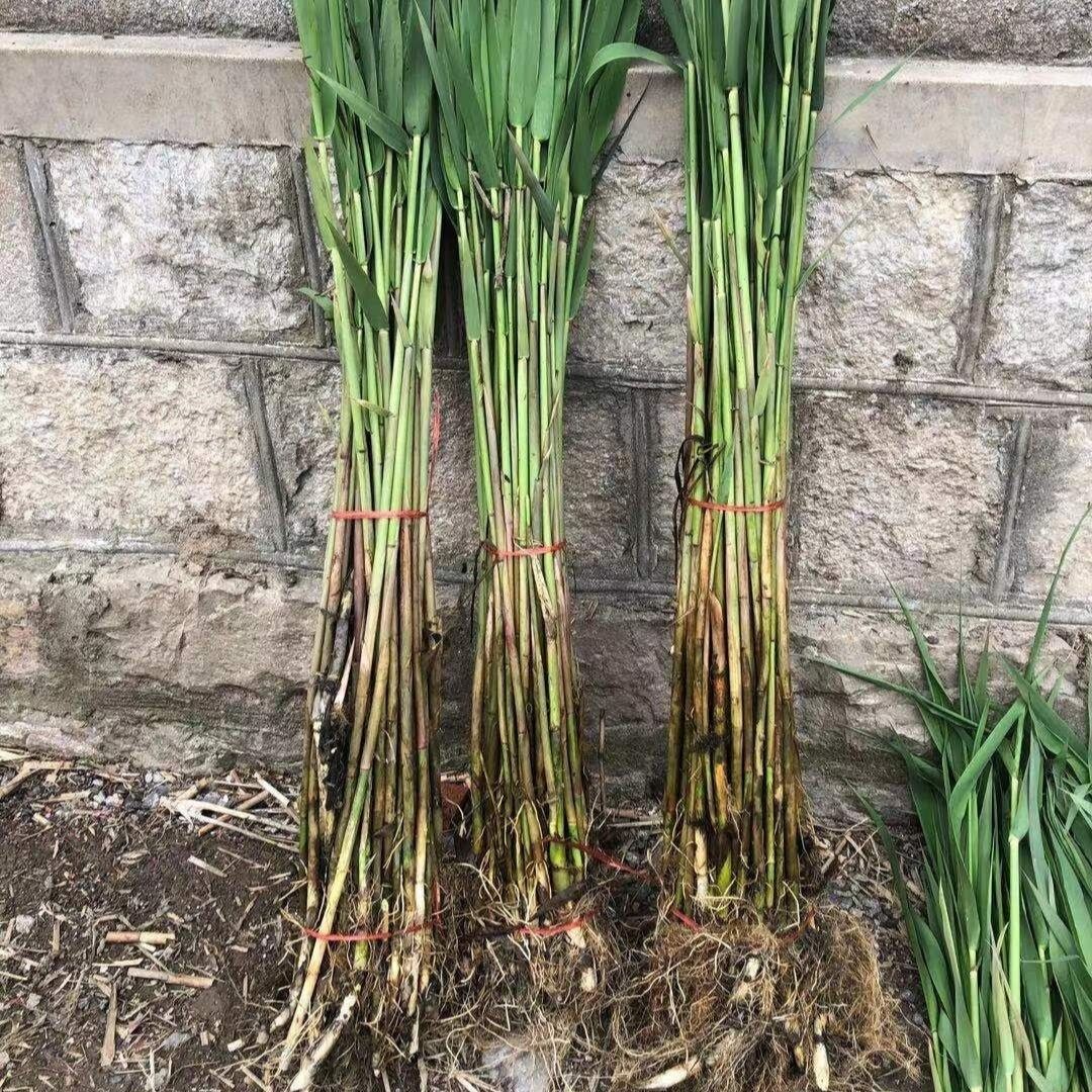 净化芦苇苗水陆花植物