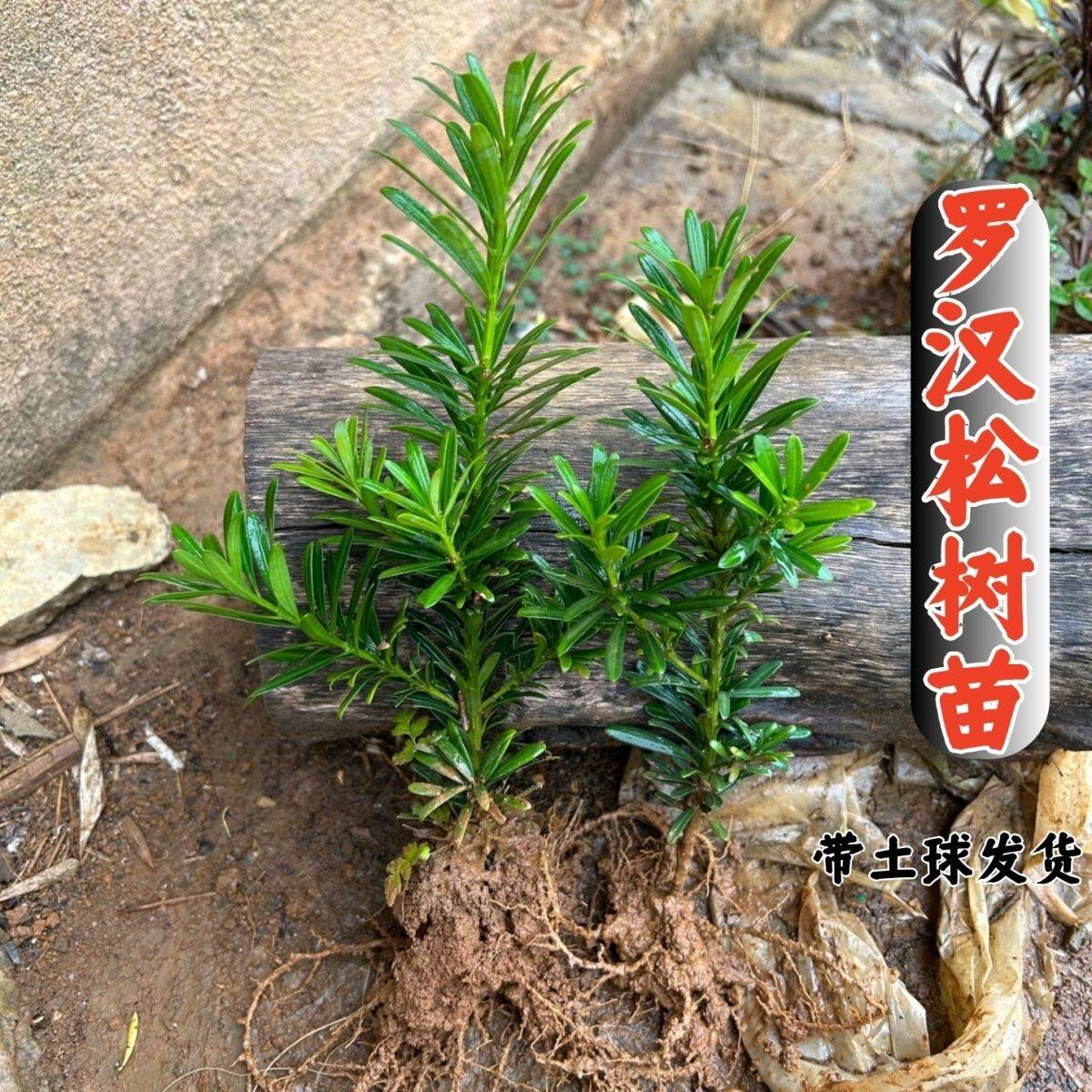 小叶罗汉松米叶四季长青盆栽