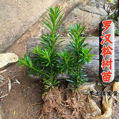 小叶罗汉松米叶四季长青盆栽