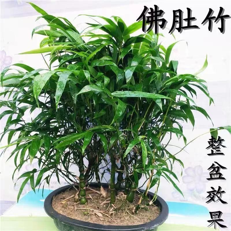佛肚竹老桩带土球易养室内外