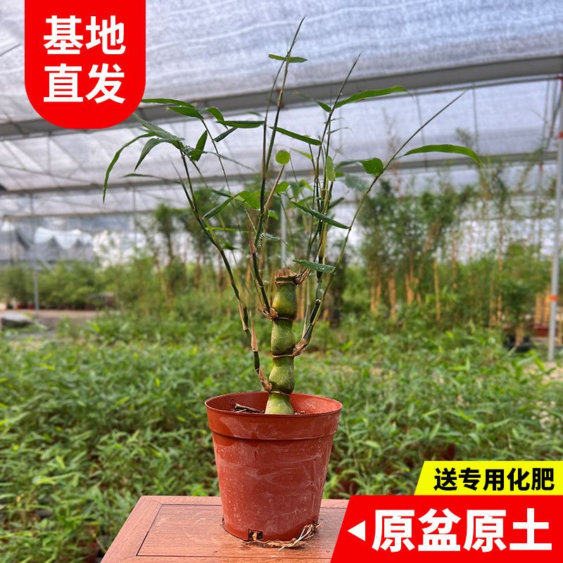 佛肚竹桌面盆栽好养新手易养