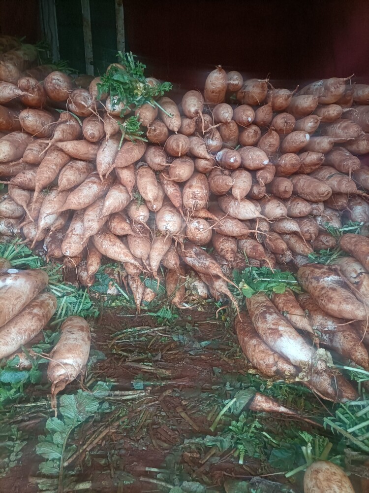 中鲜生新鲜白萝卜白皮甜脆爽口水 果萝卜农家自种腌菜泡菜萝卜