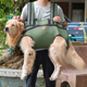 doglemi狗狗中大型犬横背双肩包外出手提辅助防溜肩前后背舒适包