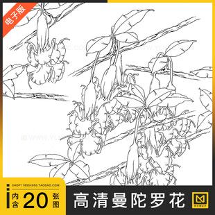 曼陀罗花狗核桃高清线稿工笔画白描图片绘画新手初学参考临摹素材
