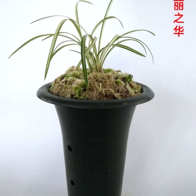 兰花大丽之华莲瓣兰精品漂亮包邮