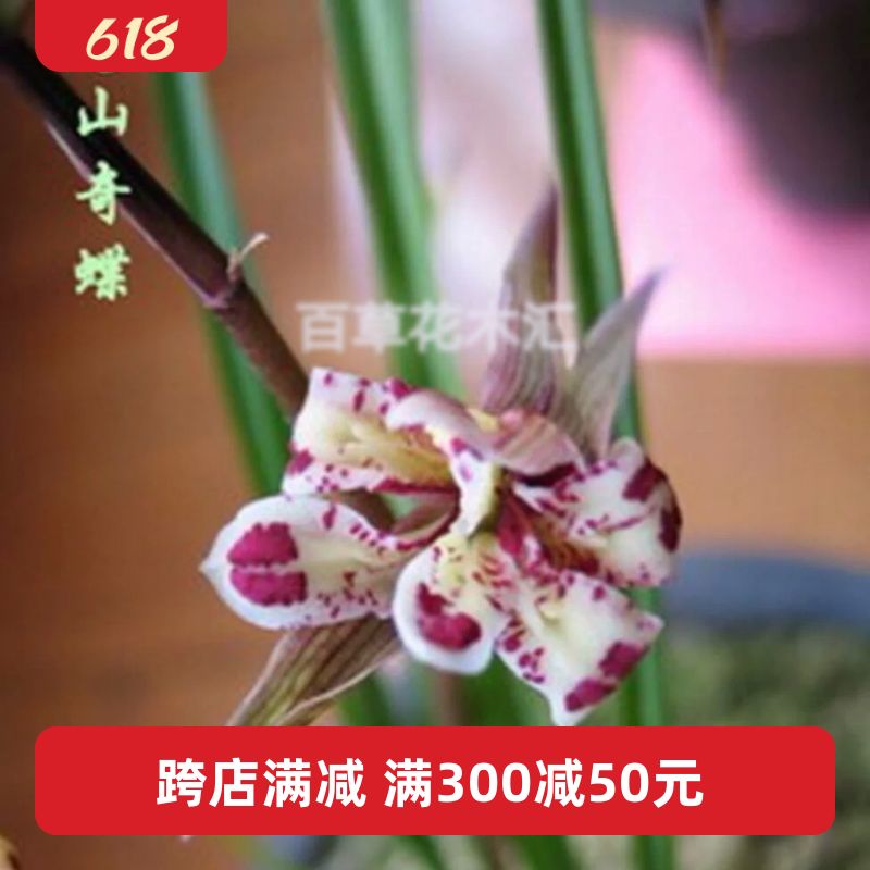 云南大理莲瓣兰五朵金花之苍山奇蝶真品老种办公桌美观花卉盆栽