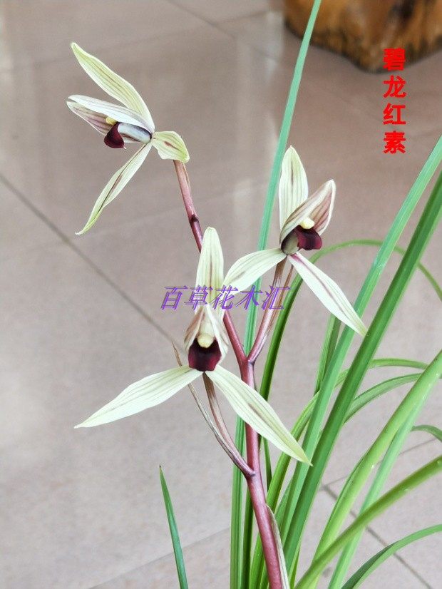 云南莲瓣名品兰花碧龙红素真品老种自然苗室内绿植花卉盆栽包邮