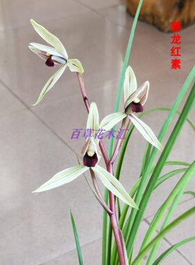 莲瓣兰花龙红真品自然苗包邮盆栽
