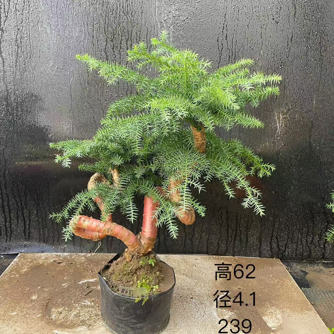 发顺丰澳洲杉盆景造型庭院不老松盆栽提根澳大利亚杉客厅观叶绿植